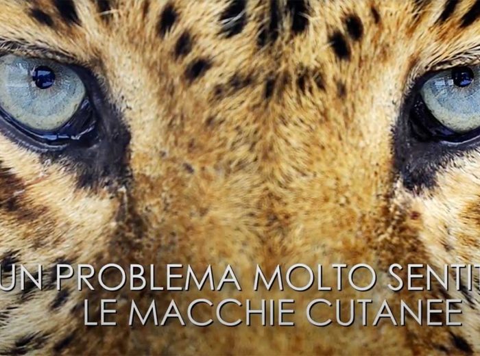 video_macchiecutanee