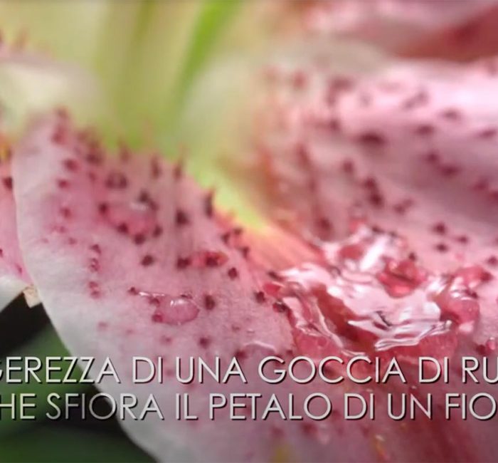 video_pellesensibile